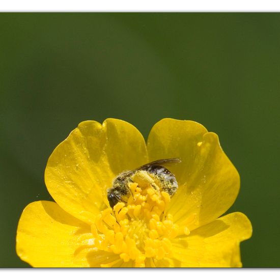 Eine unbekannte Art: Tier im Habitat Halb-natürliches Grasland in der NatureSpots App