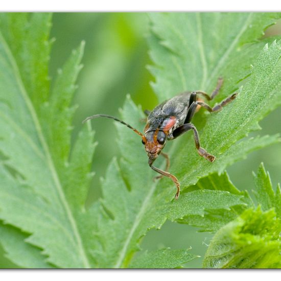 Cantharis fusca: Animal in habitat Natural Meadow in the NatureSpots App