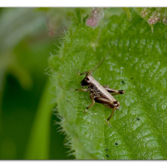 Dark bush-cricket: Animal in habitat Natural Meadow in the NatureSpots App