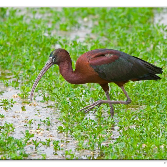 Glossy Ibis: Animal in habitat Crop cultivation in the NatureSpots App