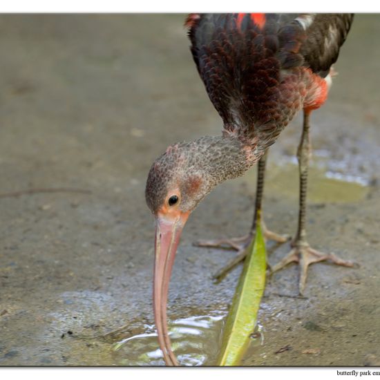 Scarlet Ibis: Animal in habitat Zoo in the NatureSpots App