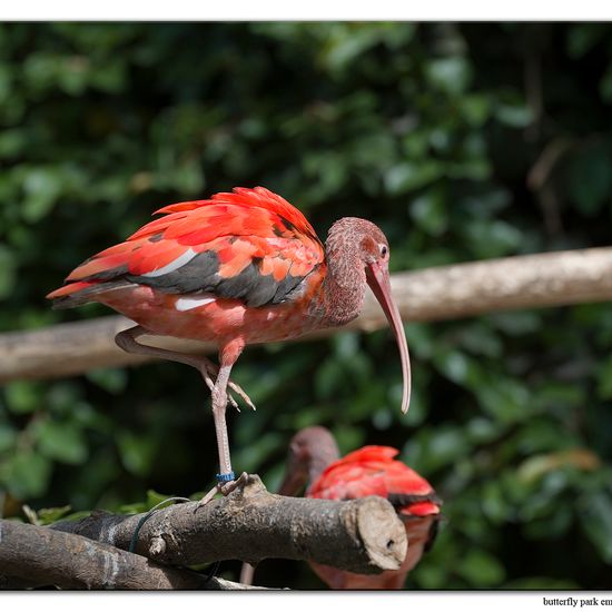 Scarlet Ibis: Animal in habitat Zoo in the NatureSpots App
