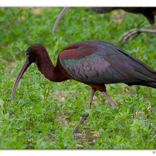 Glossy Ibis: Animal in habitat Crop cultivation in the NatureSpots App