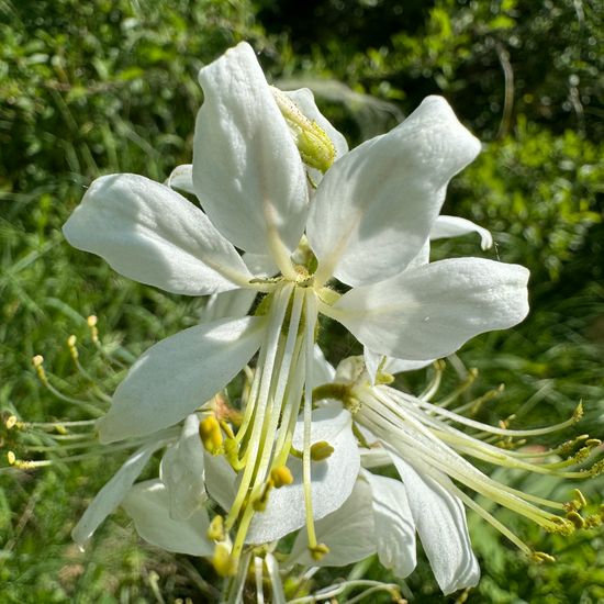 Dictamnus albus: Plant in habitat Temperate forest in the NatureSpots App