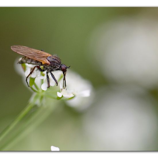 Gewürfelte Tanzfliege: Tier im Habitat Anderes Waldhabitat in der NatureSpots App