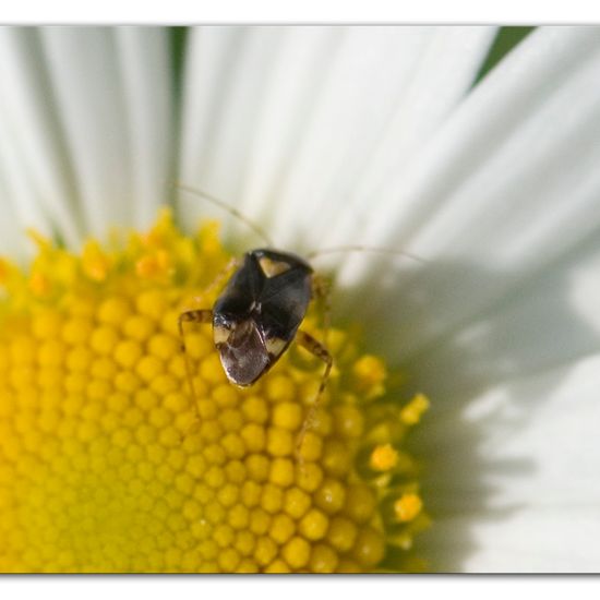 Liocoris tripustulatus: Tier im Habitat Anderes Waldhabitat in der NatureSpots App