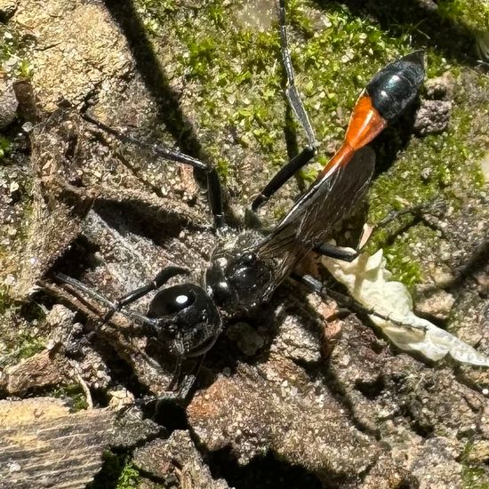 Ammophila sabulosa sabulosa: Animal in habitat Temperate forest in the NatureSpots App