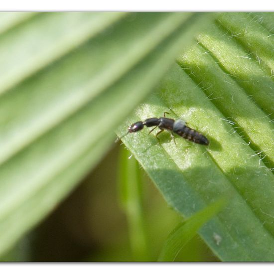 Staphylinidae: Animal in habitat Semi-natural grassland in the NatureSpots App