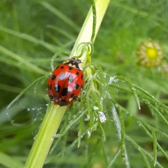 Harmonia axyridis: Animal in habitat Garden in the NatureSpots App