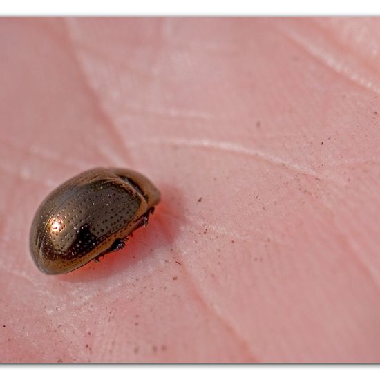 Chrysolina oricalcia: Tier im Habitat Halb-natürliches Grasland in der NatureSpots App