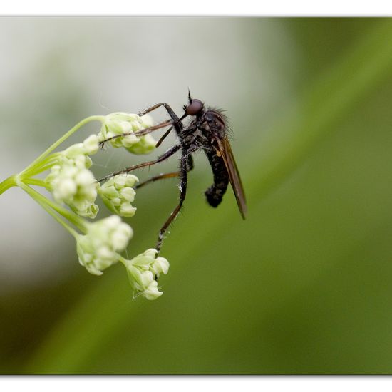 Gewürfelte Tanzfliege: Tier im Habitat Anderes Waldhabitat in der NatureSpots App