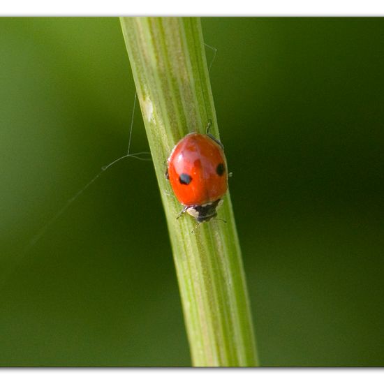 Adalia bipunctata: Animal in habitat Semi-natural grassland in the NatureSpots App