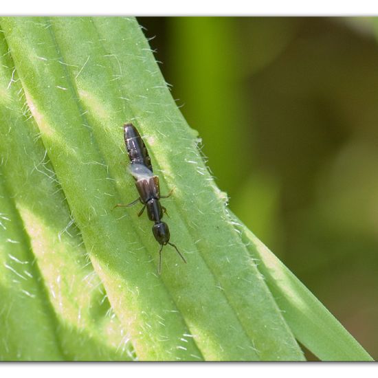 Staphylinidae: Animal in habitat Semi-natural grassland in the NatureSpots App