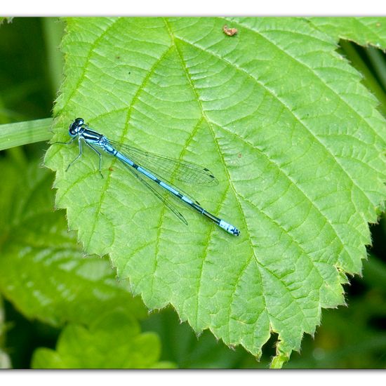 Hufeisen-Azurjungfer: Tier im Habitat Halb-natürliches Grasland in der NatureSpots App