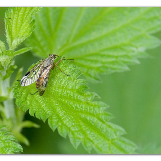 Gemeine Schnepfenfliege: Tier im Habitat Anderes Waldhabitat in der NatureSpots App