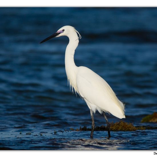Little Egret: Animal in habitat Rocky coast in the NatureSpots App