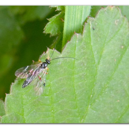 Schlupfwespen: Tier im Habitat Halb-natürliches Grasland in der NatureSpots App