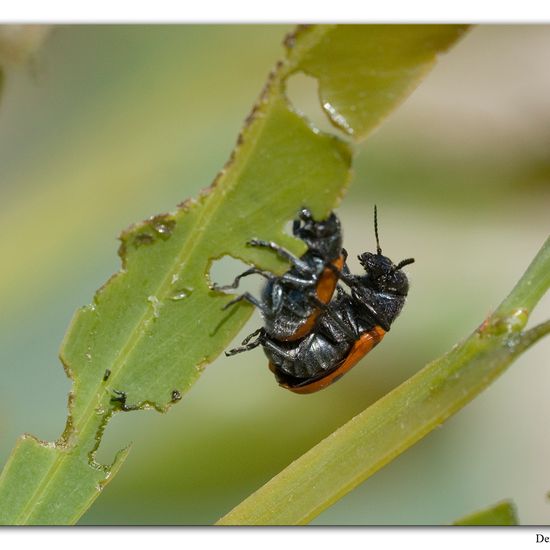 Lachnaia sexpunctata: Animal in habitat Rocky coast in the NatureSpots App