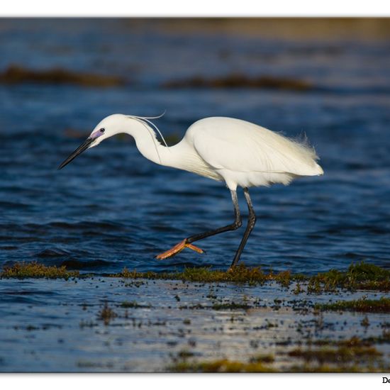 Little Egret: Animal in habitat Rocky coast in the NatureSpots App