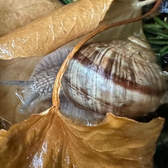 Weinbergschnecke: Tier in der Natur in der NatureSpots App