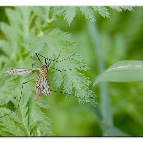 Tipula vernalis: Tier im Habitat Halb-natürliches Grasland in der NatureSpots App