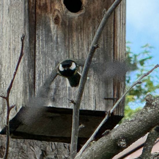 Kohlmeise: Tier im Habitat Garten in der NatureSpots App