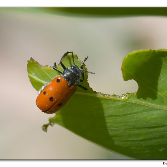 Lachnaia sexpunctata: Animal in habitat Rocky coast in the NatureSpots App