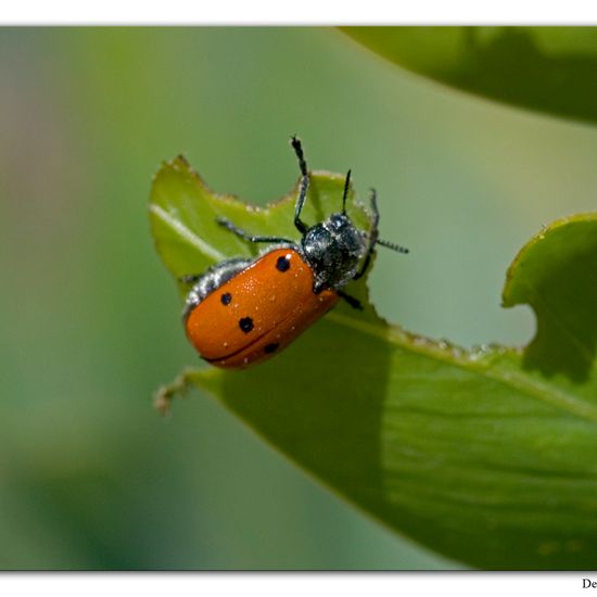 Lachnaia sexpunctata: Animal in habitat Rocky coast in the NatureSpots App