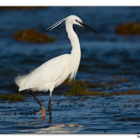 Little Egret: Animal in habitat Rocky coast in the NatureSpots App