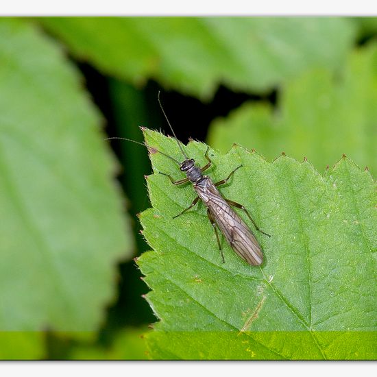 Nemoura cinerea: Tier im Habitat Halb-natürliches Grasland in der NatureSpots App