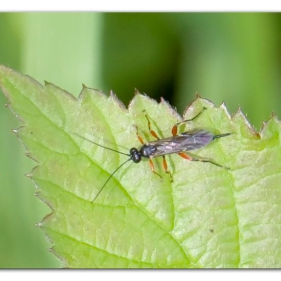 Pimpla: Tier im Habitat Halb-natürliches Grasland in der NatureSpots App