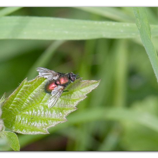 Gymnocheta viridis: Tier im Habitat Halb-natürliches Grasland in der NatureSpots App