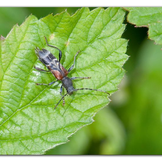 Dunkler Zierbock: Tier im Habitat Halb-natürliches Grasland in der NatureSpots App