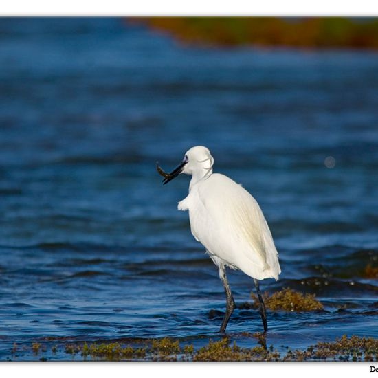 Seidenreiher: Tier im Habitat Felsküste in der NatureSpots App