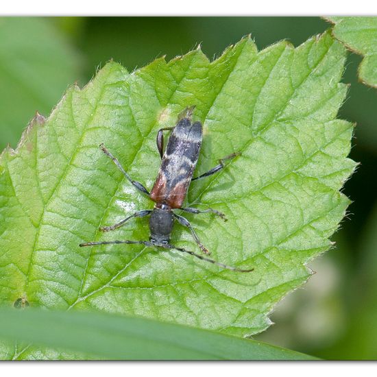 Xylota segnis: Tier im Habitat Halb-natürliches Grasland in der NatureSpots App