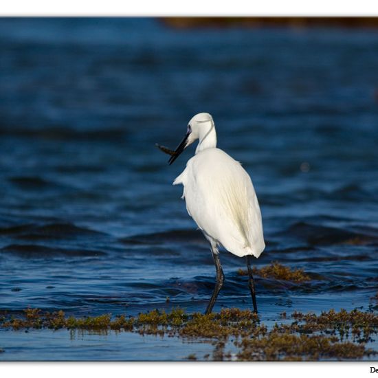 Little Egret: Animal in habitat Rocky coast in the NatureSpots App