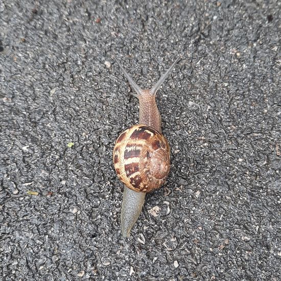 Gefleckte Schnirkelschnecke: Tier im Habitat Stadt und Garten in der NatureSpots App