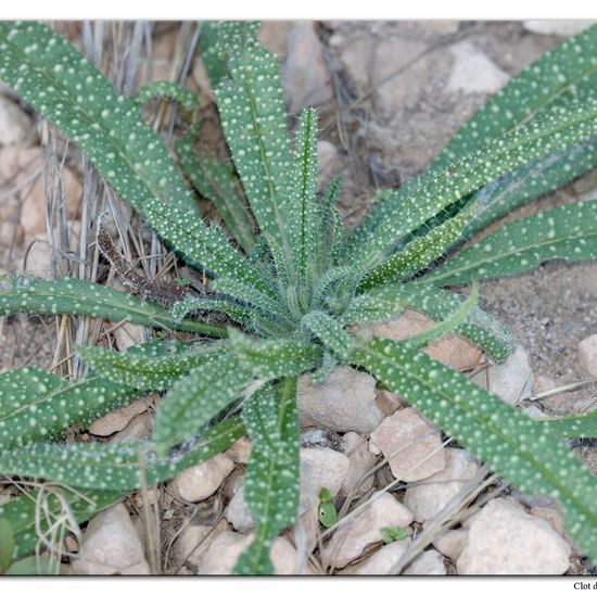 Echium boissieri: Pflanze im Habitat Sandküste in der NatureSpots App