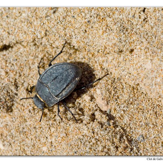 Unknown species: Animal in habitat Sandy coast in the NatureSpots App