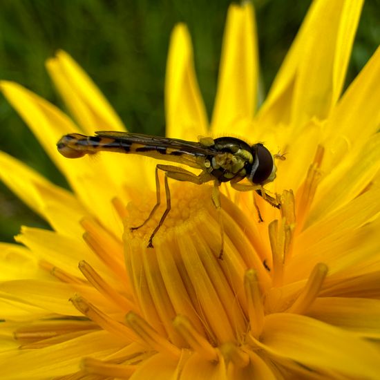 Gewöhnliche Langbauchschwebfliege: Tier im Habitat Halb-natürliches Grasland in der NatureSpots App