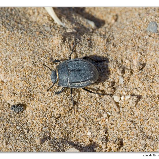 Unknown species: Animal in habitat Sandy coast in the NatureSpots App