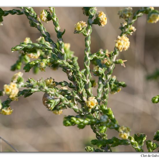 Nicotiana glauca: Plant in habitat Sandy coast in the NatureSpots App