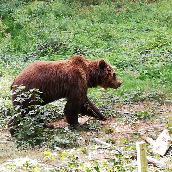 Braunbär: Tier im Habitat Zoo/Gehege in der NatureSpots App