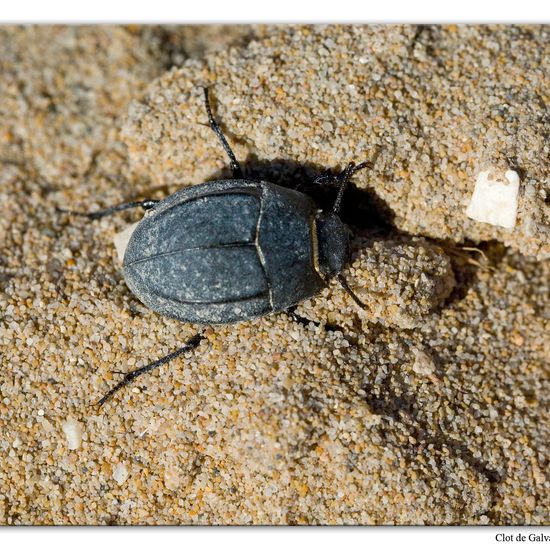 Eine unbekannte Art: Tier im Habitat Sandküste in der NatureSpots App