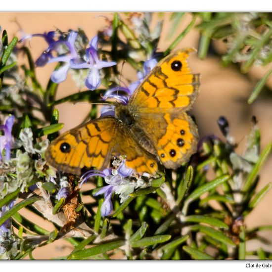 Mauerfuchs: Tier im Habitat Felsgebiet in der NatureSpots App