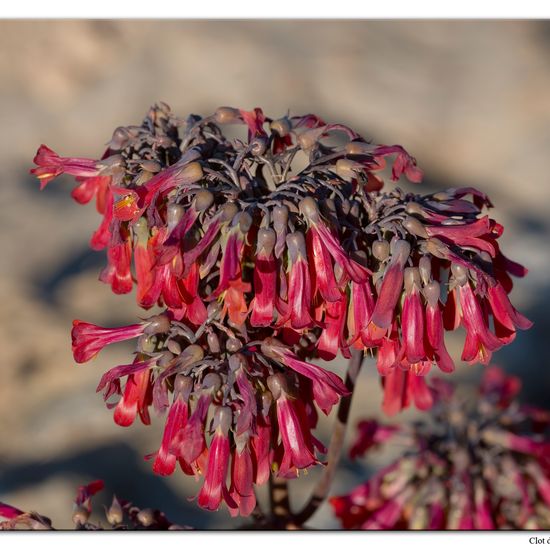 Kalanchoe delagoensis: Pflanze im Habitat Sandküste in der NatureSpots App