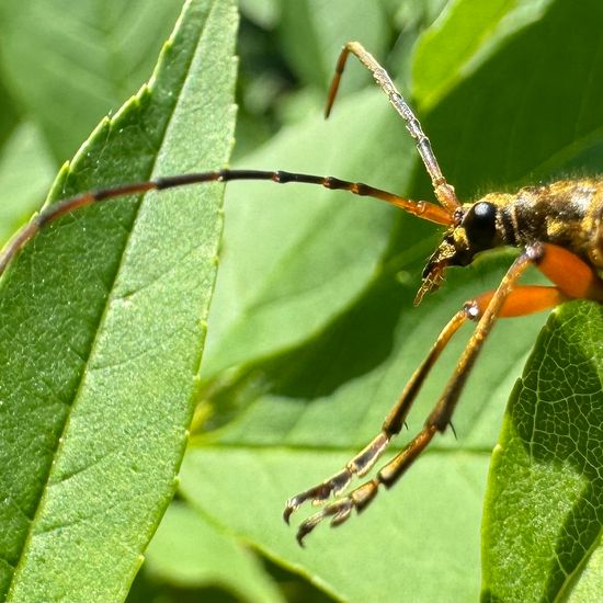 Variabler Stubbenbock: Tier im Habitat Wald der gemäßigten Breiten in der NatureSpots App