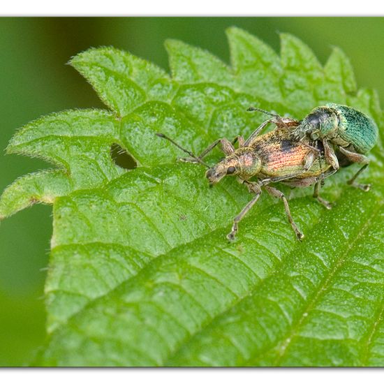 Nessel-Blattrüssler: Tier im Habitat Halb-natürliches Grasland in der NatureSpots App