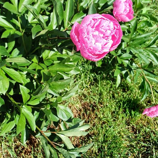 Paeonia: Plant in habitat Garden in the NatureSpots App