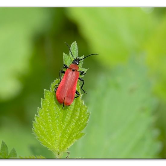 Scharlachroter Feuerkäfer: Tier im Habitat Halb-natürliches Grasland in der NatureSpots App